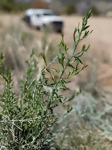 Weed management in Durango, Colorado